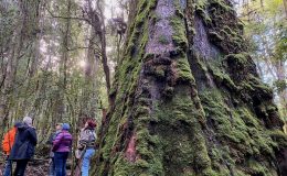 Guided Deep Relaxation